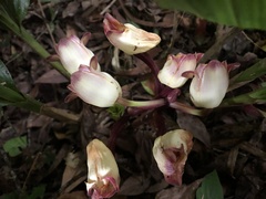 Acanthophippium sylhetense