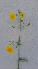 Sonchus