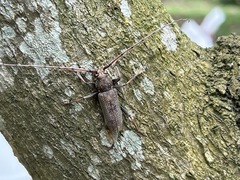 Stromatium longicorne