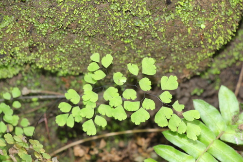 Adiantum raddianum observed 2022-05-24