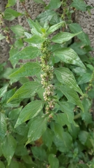 Parietaria judaica