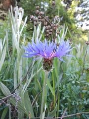 Centaurea fuscomarginata