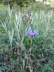 Centaurea fuscomarginata