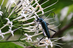 Chelidonium argentatum