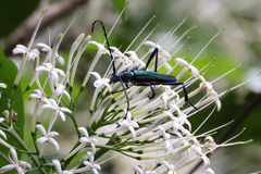 Chelidonium argentatum
