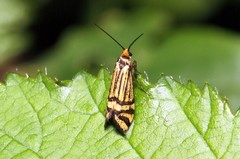Nemophora ochsenheimerella