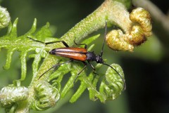 Stenurella melanura