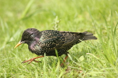 Sturnus vulgaris