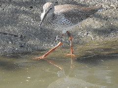 Tringa totanus