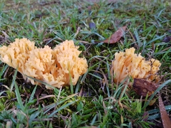 Ramaria capitata