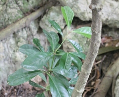 Euonymus cochinchinensis