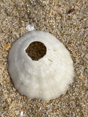 Niveotectura pallida