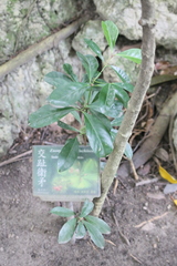 Euonymus cochinchinensis
