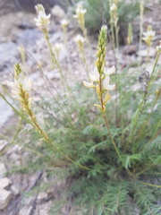 Onobrychis saxatilis