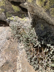 Chenolea diffusa