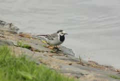 Motacilla alba