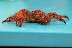 Hapalogaster mertensii