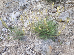 Onobrychis saxatilis