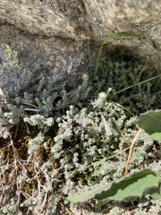 Chenolea diffusa