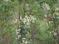 Acacia terminalis