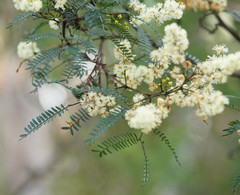 Acacia terminalis