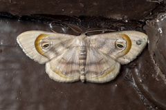 Problepsis achlyobathra