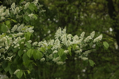 Prunus padus
