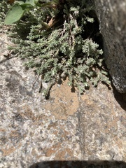 Chenolea diffusa