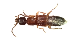 Lithocharis nigriceps