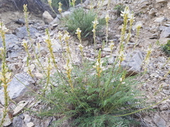 Onobrychis saxatilis