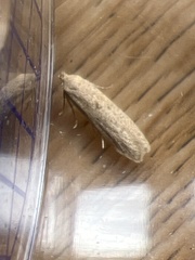 Blastobasis lacticolella