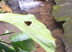 Iambrix salsala salsala