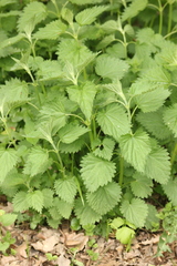 Urtica dioica