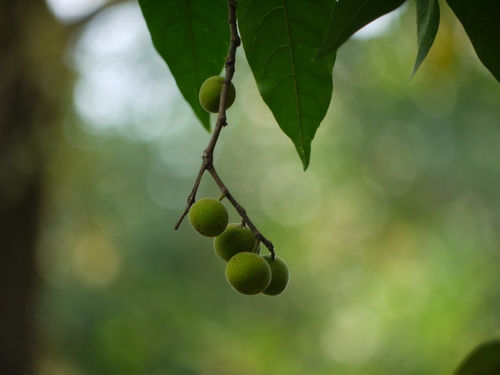 Ficus exasperata (Ficus exasperata)