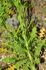 Sisymbrium runcinatum
