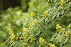 Sambucus racemosa