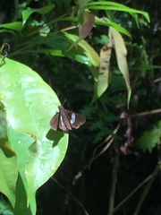 Notocrypta paralysos varians