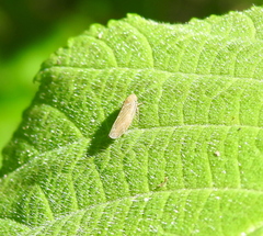 Speudotettix subfusculus