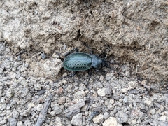 Calosoma cancellatum