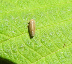 Speudotettix subfusculus