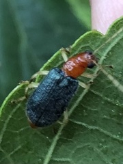 Trichobalya bowringii