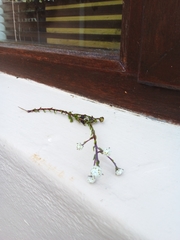 Phylica selaginoides