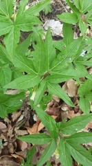 Cardamine enneaphyllos