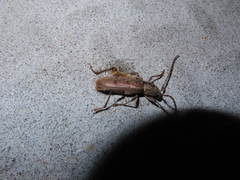 Brothylus gemmulatus