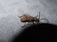 Brothylus gemmulatus