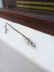 Phylica selaginoides