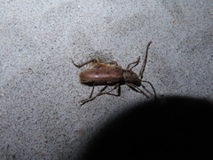 Brothylus gemmulatus