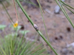 Pachyrhinus cinereus