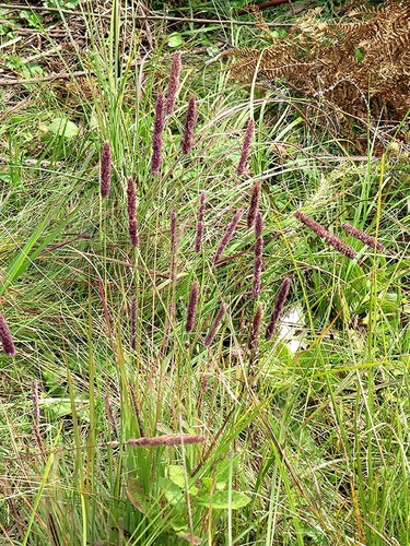 Eragrostis tincta image