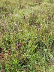 Eragrostis tincta image